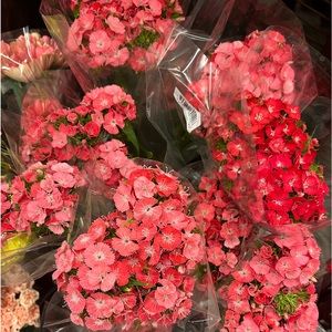 Meet your Posher, Julianne